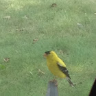 american goldfinch