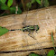 Green marsh hawk