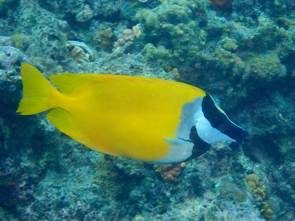 Foxface Rabbitfish