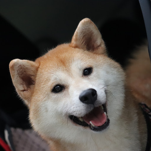 柴犬くいなちゃんのプロフィール画像