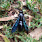 Blue Flower Wasp