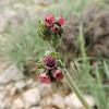 Mountain hound's tongue