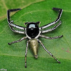 Giant Jumping Spider