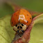 Multcolored Asian Lady Beetle