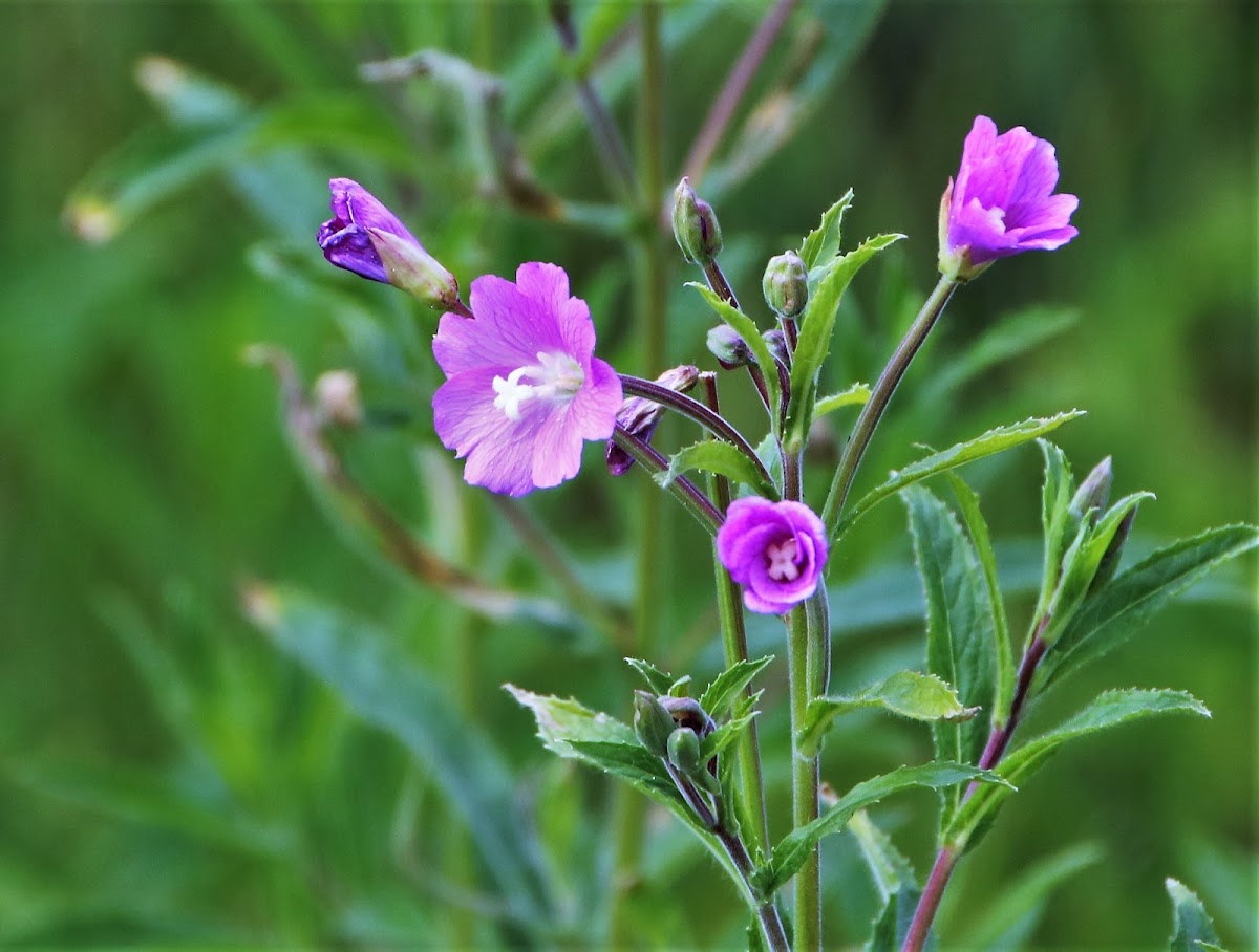 Great Willowherb