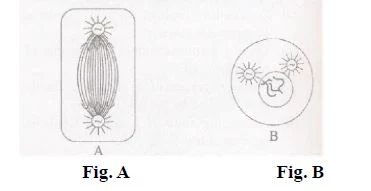 Mitosis