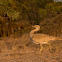 Macqueen's Bustard