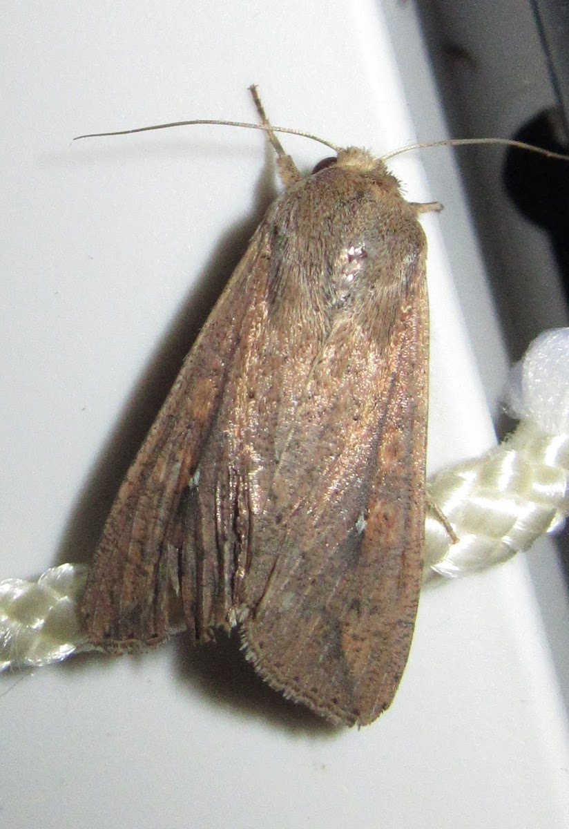 Armyworm Moth