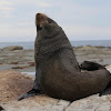 New Zealand Fur Seal