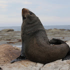 New Zealand Fur Seal