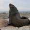 New Zealand Fur Seal