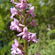 Fragrant Orchid