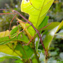 Stick Insect