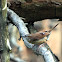 Carolina Wren