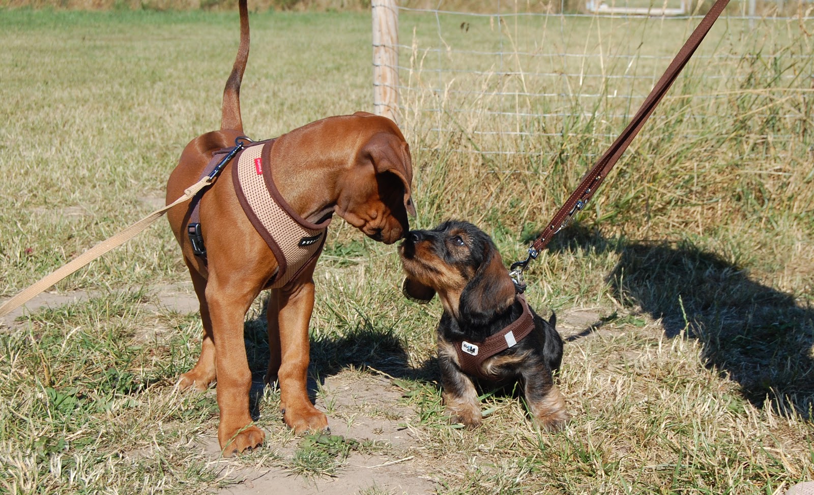 Hund i sigte, om at passere andre og afslappet