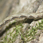 Geometrid Moth caterpillar