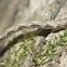 Geometrid Moth caterpillar