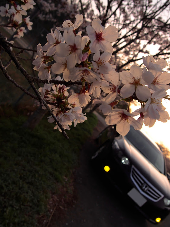 アコードツアラーの桜と愛車・桜とコラボに関するカスタム事例の投稿画像2枚目