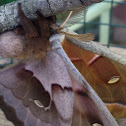 Polyphemus moth