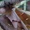 Polyphemus moth