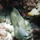 Greyface moray