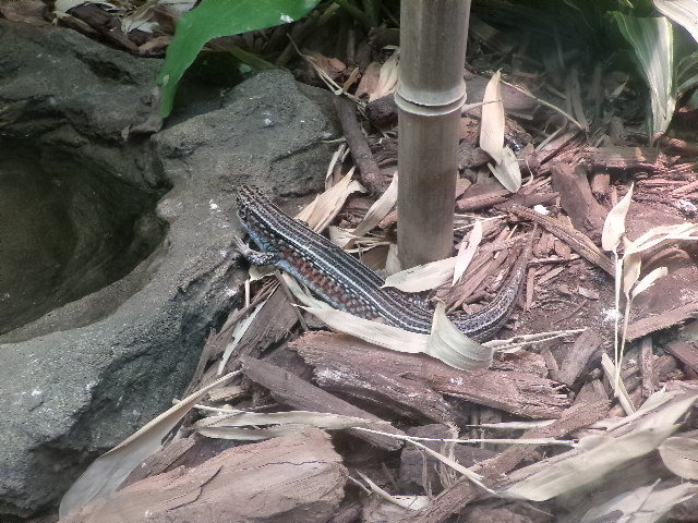 Berber Skink