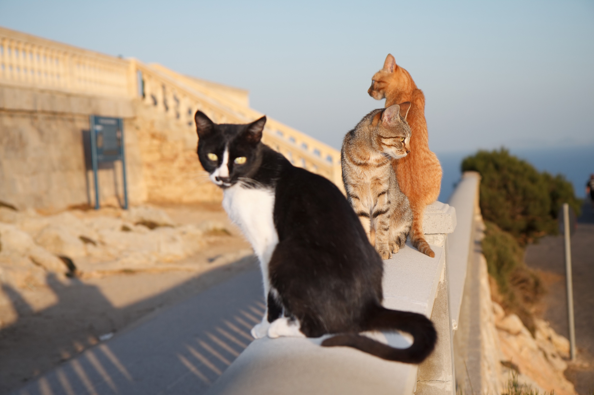 terzetto felino di blondie ph