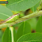 Small field grasshopper, Small Meadow Katydid.