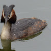 Great Crested Grebe