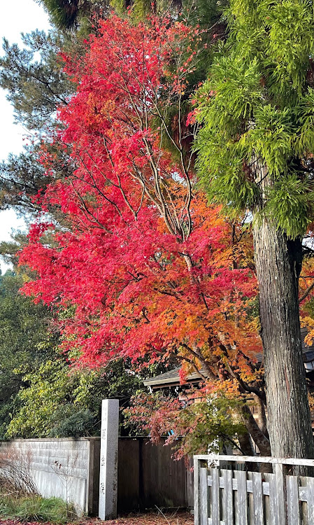 の投稿画像6枚目