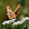 Great spangled fritillary