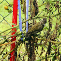 Pica-pau-do-campo (Campo Flicker)