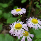 Crab Spider