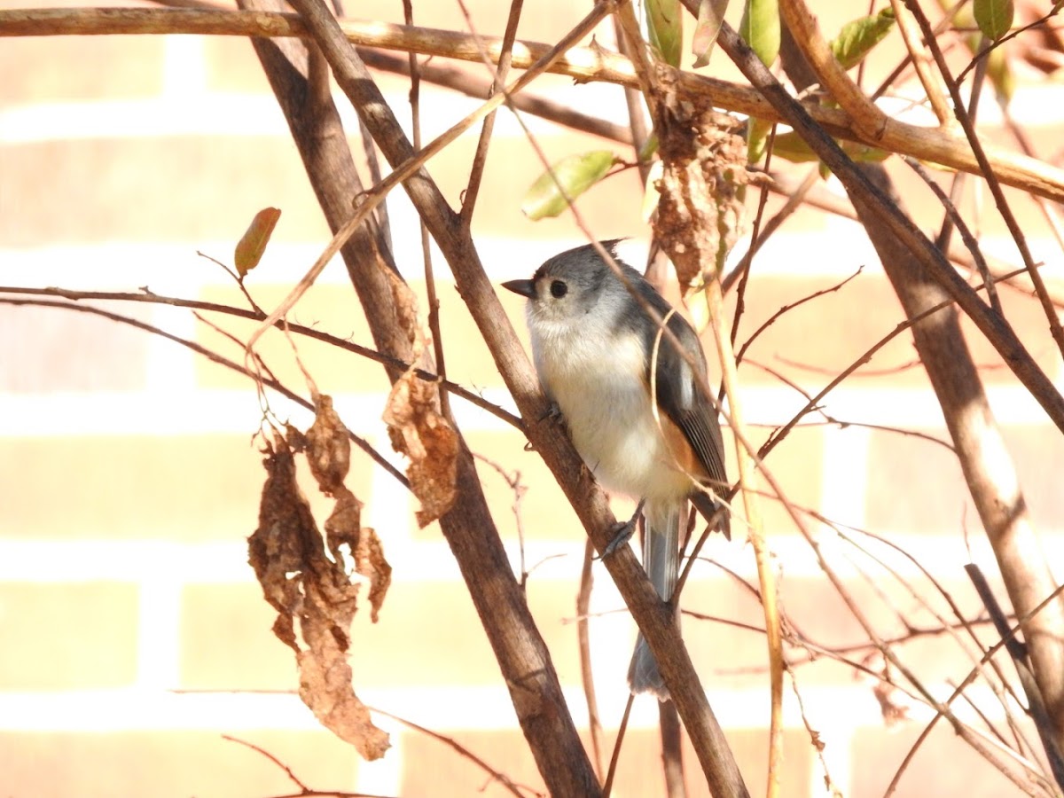 Tufted Titmouse