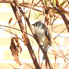 Tufted Titmouse