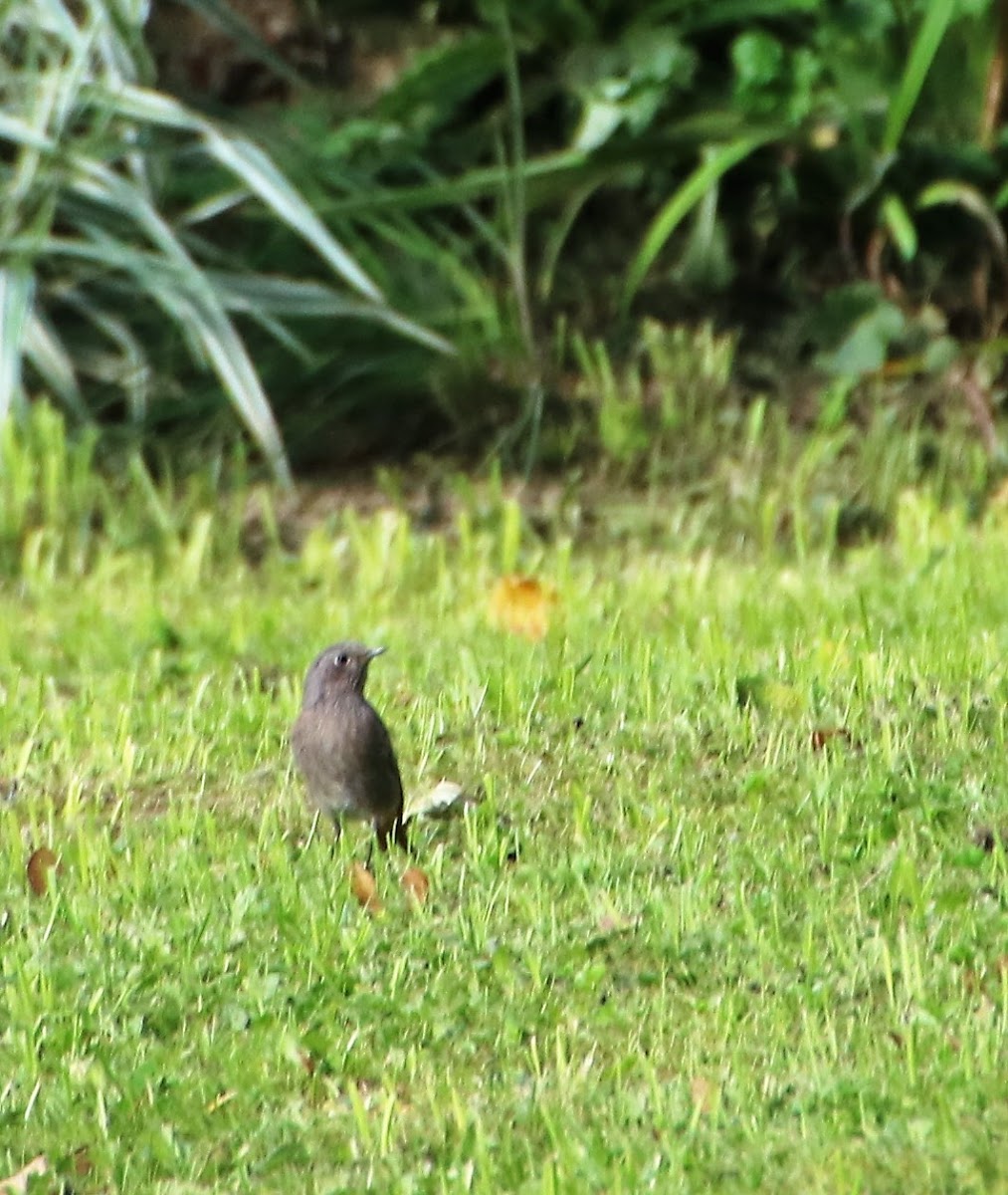 Black Redstart