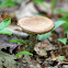 Leccinum Mushroom