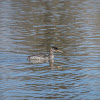 Redd Necked Grebe