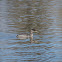 Redd Necked Grebe