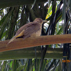 Clay Colored Thrush