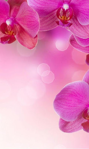 HD Pink Flowers Live Wallpaper