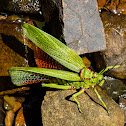 Green Milkweed Locust