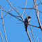 Brown-headed Cowbird - female