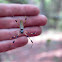 Golden Silk Orb-Weaver