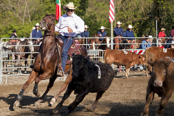 Il team perfetto, cavallo e cavaliere di FrancescoPaolo