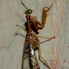mantisfly