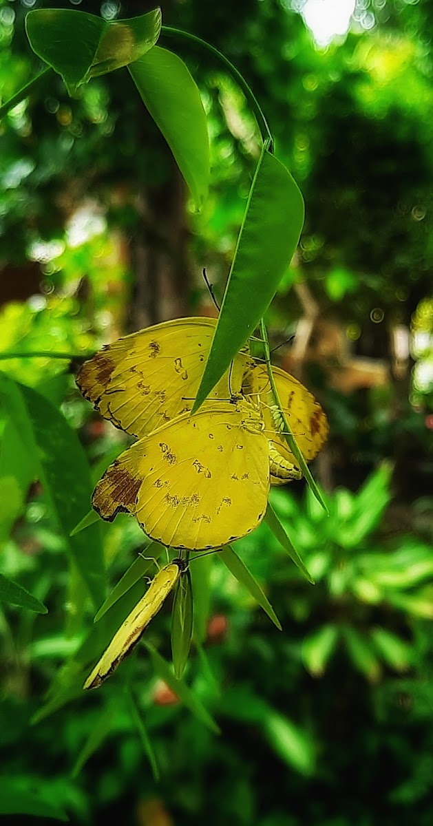 Common Grass Yellow