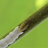 Treehopper and eggs