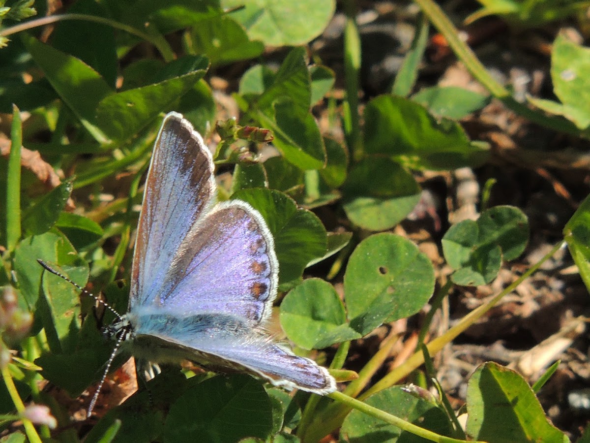 Chalkhill blue