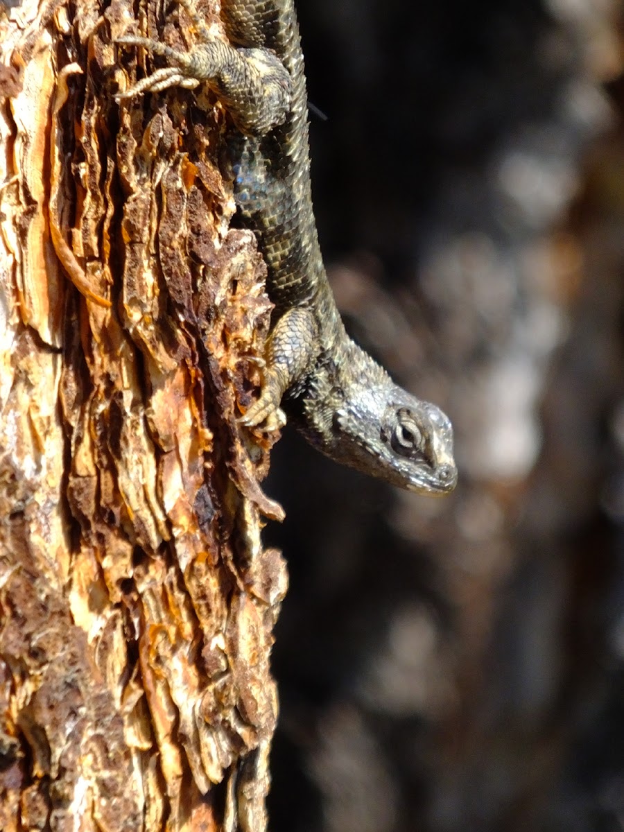 Northwestern Fence Lizard